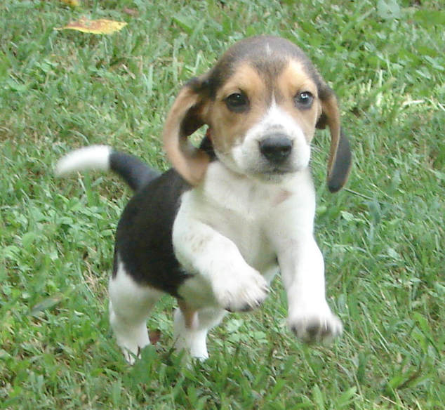 full blooded beagle puppy
